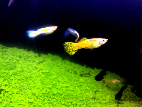 お魚